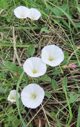 field bindweed photograph by the iNaturalist community