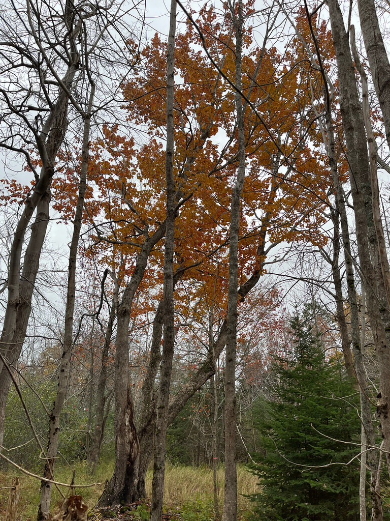 Red maple in Nova Scotia