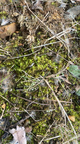 Pleurochaete squarrosa observed 2026-10-19