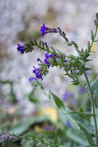 Anchusa, 2026-10-23