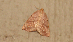 Thallophaga hyperborea