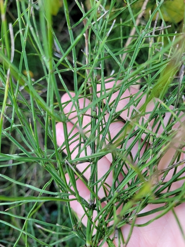 field horsetail photograph by the iNaturalist community