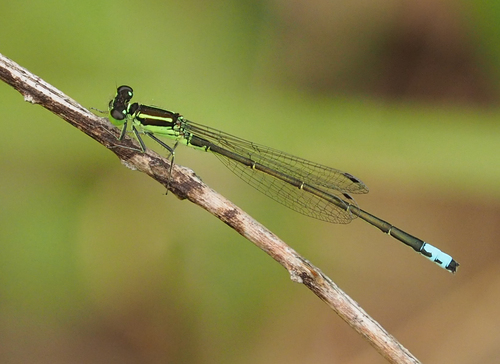 Eastern forktail