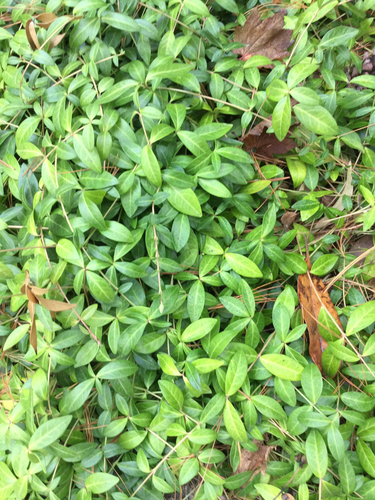 lesser periwinkle photograph by the iNaturalist community