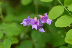 Lathyrus nevadensis