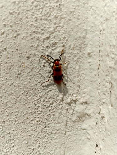 Lytta quadrimaculata