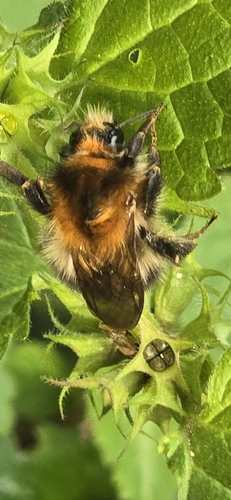 Common Carder Bumble Bee photograph by the iNaturalist community