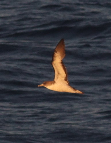 iNaturalist image