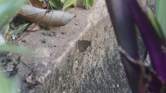 Hermeuptychia canthe