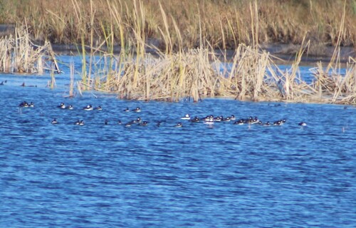 Bufflehead photograph by the iNaturalist community