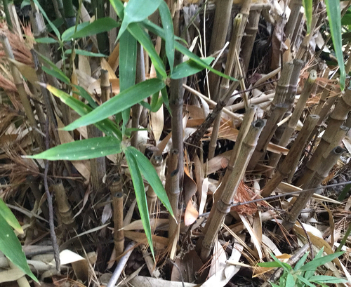 Pseudosasa japonica, 2026-10-23