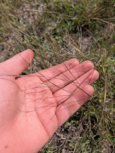 Aristida oligantha observed 2026-10-20