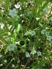 Nemophila