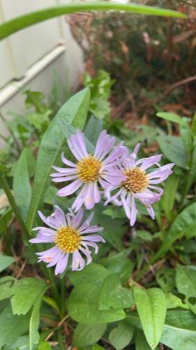 Erigeron speciosus, 2026-10-23