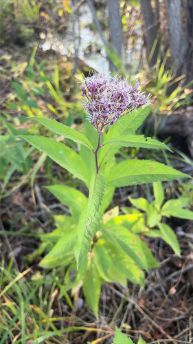 Eutrochium maculatum, 2026-10-13