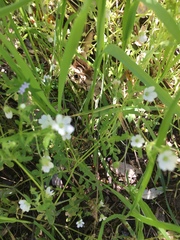 Nemophila