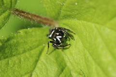 Metaphidippus manni