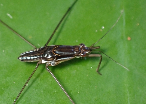 Limnogonus observed 2026-10-19