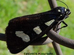 Alypiodes bimaculata