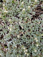 Antennaria rosulata