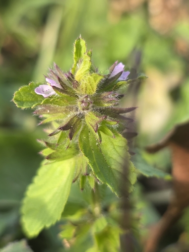 Stachys arvensis observed 2026-10-23