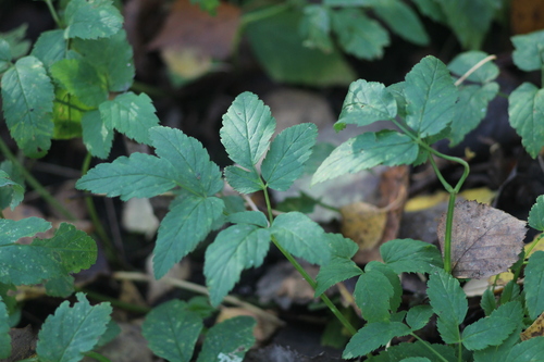 Goutweed photograph by the iNaturalist community