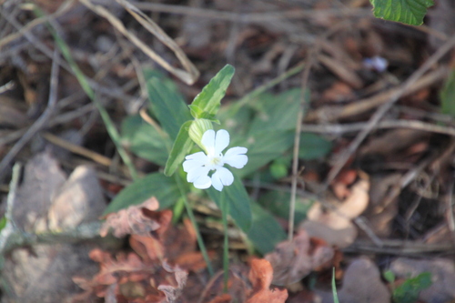 white campion photograph by the iNaturalist community