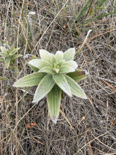 Lithospermum parviflorum, 2026-10-22