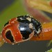Hieroglyphic Lady Beetle - Photo (c) robertweeden, some rights reserved (CC BY-NC), uploaded by robertweeden
