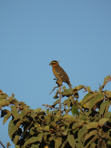 Pheucticus melanocephalus observed 2026-10-23