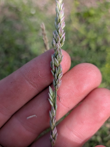 Tridens albescens