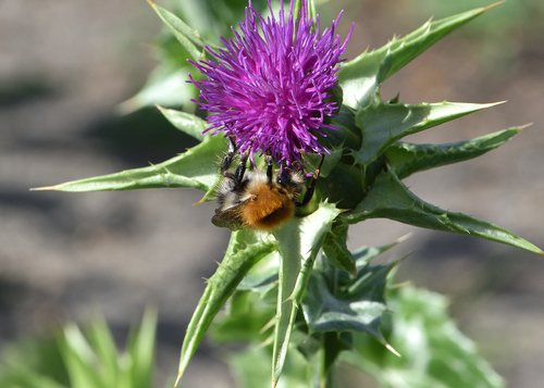Common Carder Bumble Bee photograph by the iNaturalist community