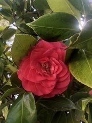 Magnoliopsida