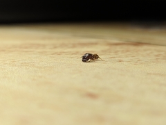 Pheidole