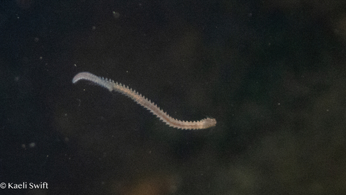 Platynereis observed 2026-10-15