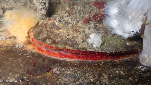Pododesmus macrochisma, 2026-10-15