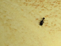 Pheidole