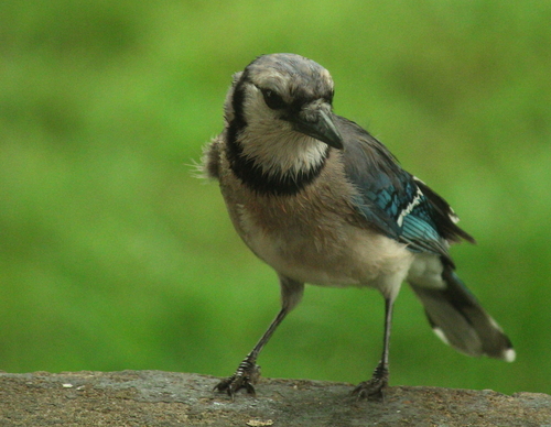 Blue Jay photographed in Arkansas