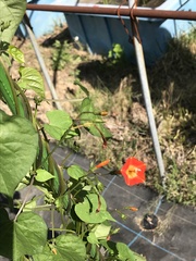 Ipomoea coccinea