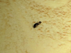 Pheidole