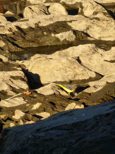 iNaturalist image