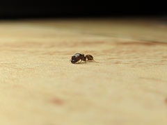 Pheidole