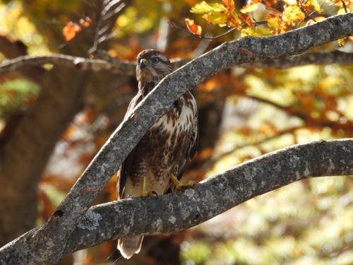 iNaturalist image