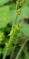 Carex texensis