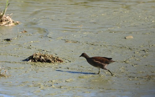 iNaturalist image