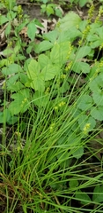 Carex texensis