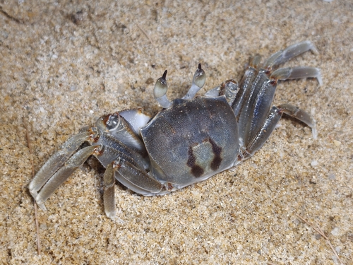 Ocypode ceratophthalmus observed 2026-10-23
