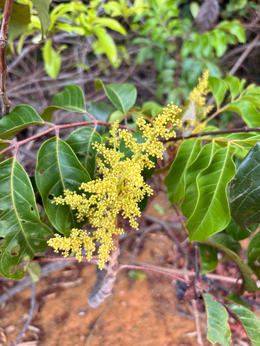 Tapirira guianensis, 2026-09-28