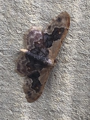 Idaea gemmata