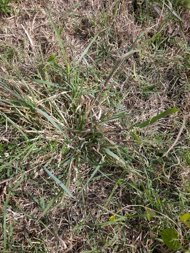 Panicum hallii
